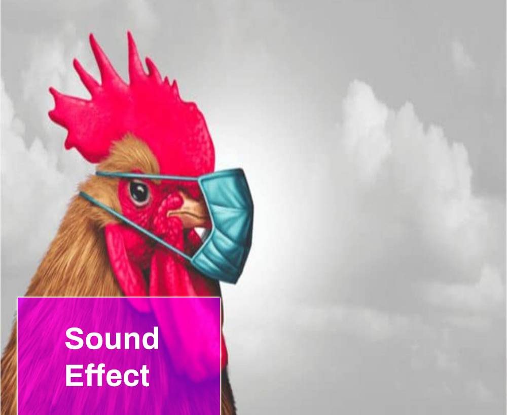 rooster sounds download